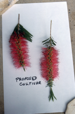 APII jpeg image of Callistemon viminalis 'Bob Bailey'  © contact APII