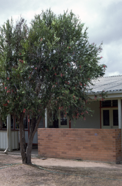 APII jpeg image of Callistemon viminalis 'Bob Bailey'  © contact APII