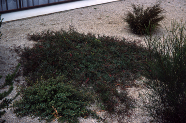 APII jpeg image of Grevillea 'Bronze Rambler'  © contact APII