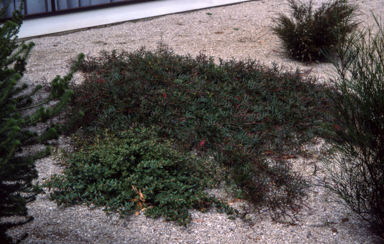APII jpeg image of Grevillea 'Bronze Rambler'  © contact APII