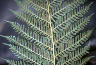 APII jpeg image of Cyathea 'Cinnamon'  © contact APII