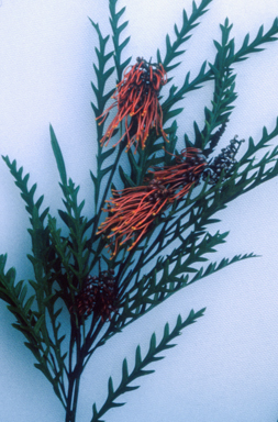 APII jpeg image of Grevillea 'Ivanhoe'  © contact APII