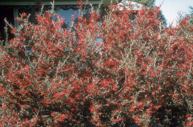 APII jpeg image of Grevillea 'Poorinda Firebird'  © contact APII