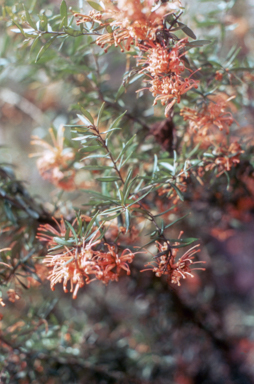 APII jpeg image of Grevillea 'Poorinda Leane'  © contact APII