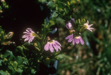 APII jpeg image of Scaevola 'Mauve Clusters'  © contact APII
