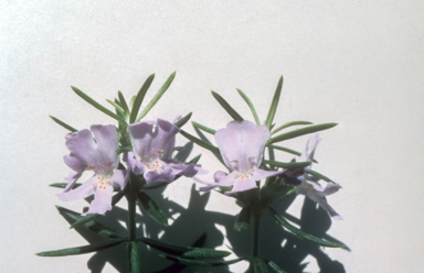 APII jpeg image of Westringia 'Blue Heaven'  © contact APII