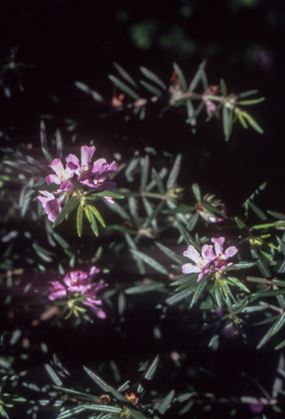 APII jpeg image of Westringia 'Wynyabbie Gem'  © contact APII