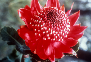 APII jpeg image of Telopea speciosissima  © contact APII