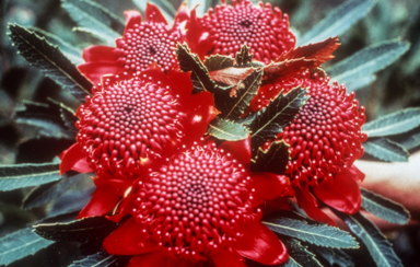 APII jpeg image of Telopea speciosissima  © contact APII