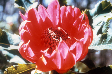 APII jpeg image of Telopea speciosissima  © contact APII