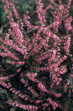 APII jpeg image of Epacris impressa 'Spring Pink'  © contact APII