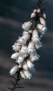 APII jpeg image of Epacris impressa 'Cranbourne Bells'  © contact APII