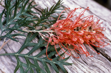 APII jpeg image of Grevillea 'Robyn Gordon'  © contact APII