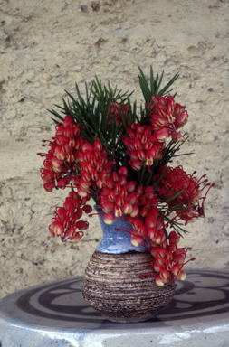 APII jpeg image of Grevillea rosmarinifolia 'Rosy Posy'  © contact APII