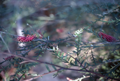 APII jpeg image of Grevillea 'Telopea Valley Frond'  © contact APII
