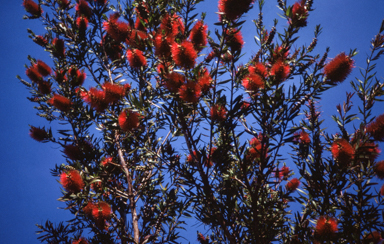 APII jpeg image of Callistemon 'Ngungun Red'  © contact APII