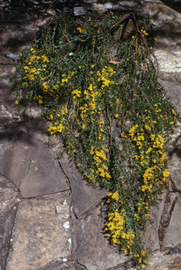 APII jpeg image of Acacia cultriformis 'Cascade'  © contact APII