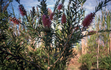 APII jpeg image of Callistemon 'Country Sprite'  © contact APII