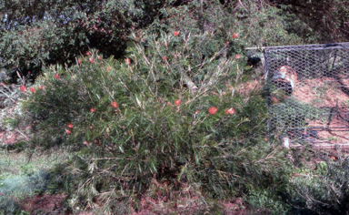 APII jpeg image of Grevillea 'Jester'  © contact APII