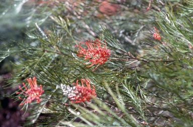 APII jpeg image of Grevillea 'Jester'  © contact APII