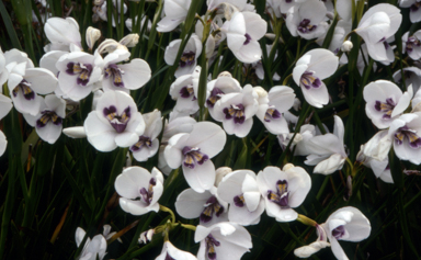 APII jpeg image of Diplarrena latifolia 'Amethyst Fairy'  © contact APII