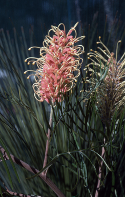 APII jpeg image of Grevillea 'Pink Surprise'  © contact APII