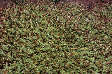 APII jpeg image of Grevillea 'Sunkissed Waters'  © contact APII