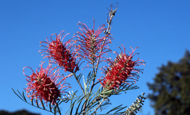 APII jpeg image of Grevillea 'Sylvia'  © contact APII