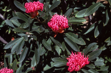 APII jpeg image of Telopea mongaensis x speciosissima  © contact APII