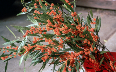 APII jpeg image of Acacia leprosa 'Murrindini Fireball'  © contact APII