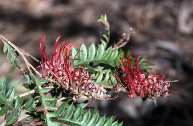 APII jpeg image of Grevillea 'Boongala Spinebill'  © contact APII