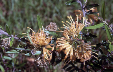 APII jpeg image of Grevillea 'Canterbury Gold'  © contact APII
