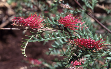 APII jpeg image of Grevillea 'Poorinda Peter'  © contact APII