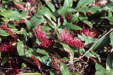 APII jpeg image of Grevillea 'Poorinda Royal Mantle'  © contact APII
