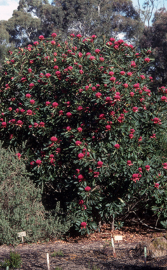 APII jpeg image of Telopea 'Braidwood Brilliant'  © contact APII