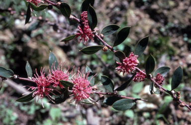 APII jpeg image of Hakea myrtoides x petiolaris  © contact APII