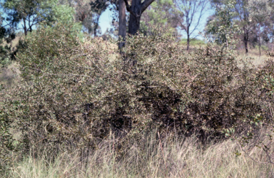 APII jpeg image of Hakea myrtoides x petiolaris  © contact APII