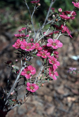 APII jpeg image of Leptospermum 'Bywong Merinda'  © contact APII