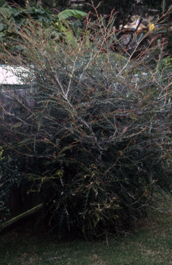 APII jpeg image of Grevillea 'Simply Sarah'  © contact APII
