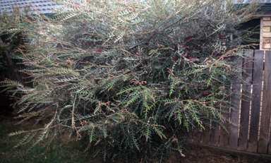 APII jpeg image of Grevillea 'Simply Sarah'  © contact APII