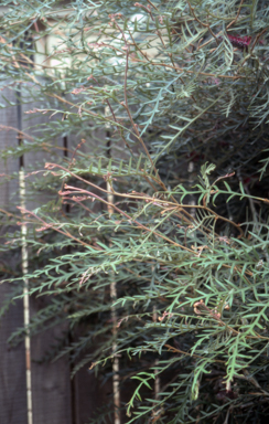 APII jpeg image of Grevillea 'Simply Sarah'  © contact APII