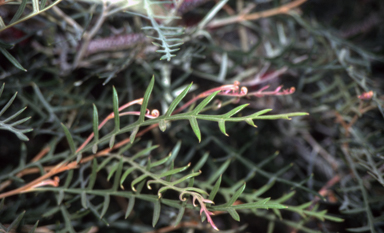 APII jpeg image of Grevillea 'Simply Sarah'  © contact APII