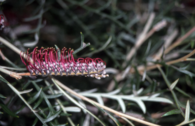 APII jpeg image of Grevillea 'Simply Sarah'  © contact APII