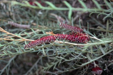 APII jpeg image of Grevillea 'Simply Sarah'  © contact APII