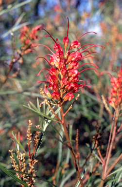 APII jpeg image of Grevillea 'Fire Sprite'  © contact APII