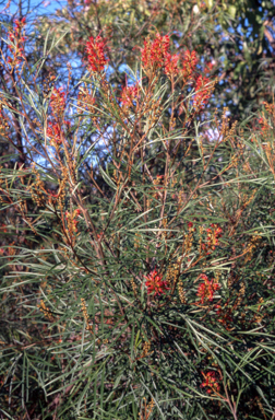 APII jpeg image of Grevillea 'Fire Sprite'  © contact APII