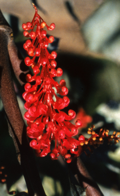 APII jpeg image of Grevillea 'Hunter Beauty'  © contact APII