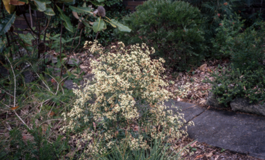 APII jpeg image of Ceratopetalum gummiferum 'Johanna's Christmas'  © contact APII