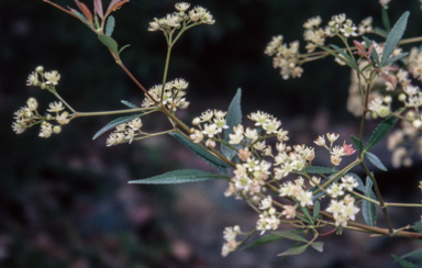 APII jpeg image of Ceratopetalum gummiferum 'Johanna's Christmas'  © contact APII