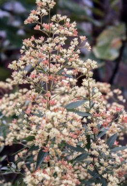APII jpeg image of Ceratopetalum gummiferum 'Johanna's Christmas'  © contact APII